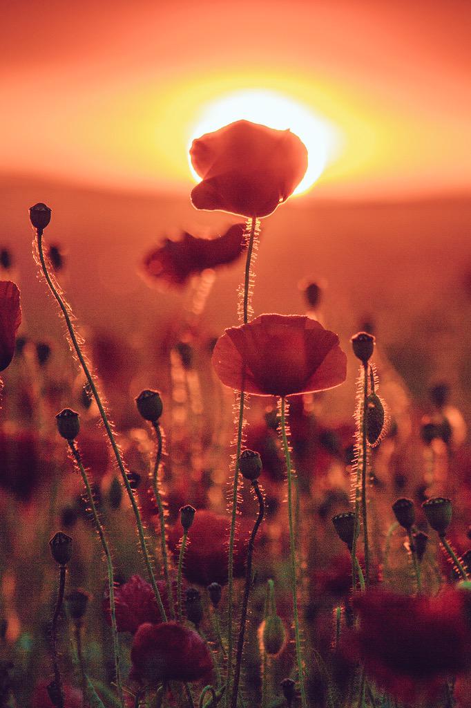 JeanetteEliz's tweet photo. There's only one day left until Friday, Happy Thursday everyone!! 😊 Have a wonderful day. 💝💕🌺 http://t.co/jig5efP1hA
