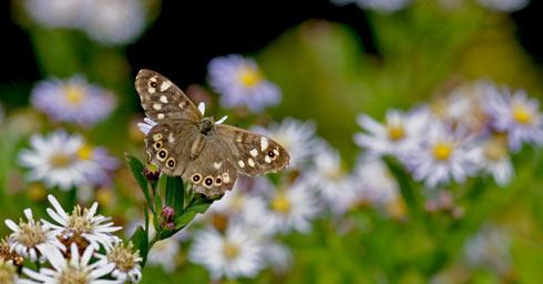 Alles over vlinders in de tuin owl.li/OYRPE