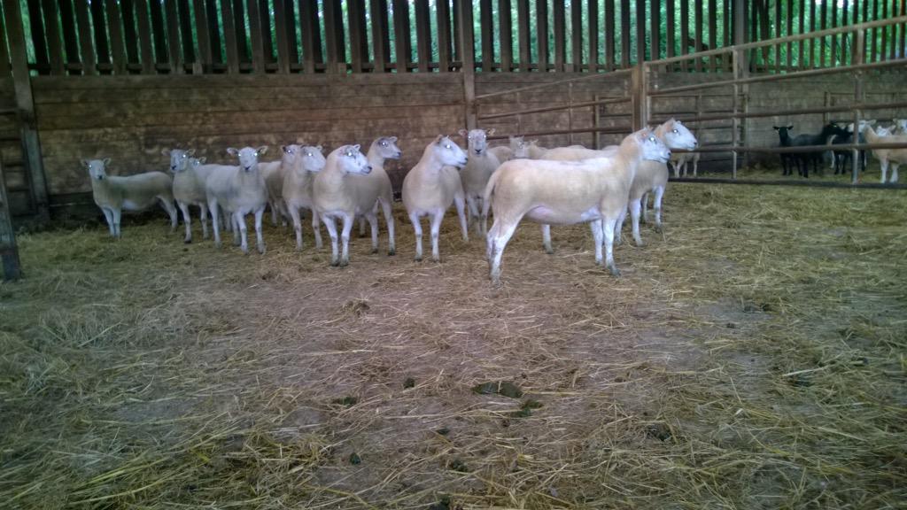 will__whiting's tweet image. Bought some texel mules