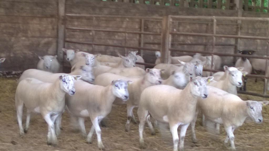 will__whiting's tweet image. Bought some texel mules