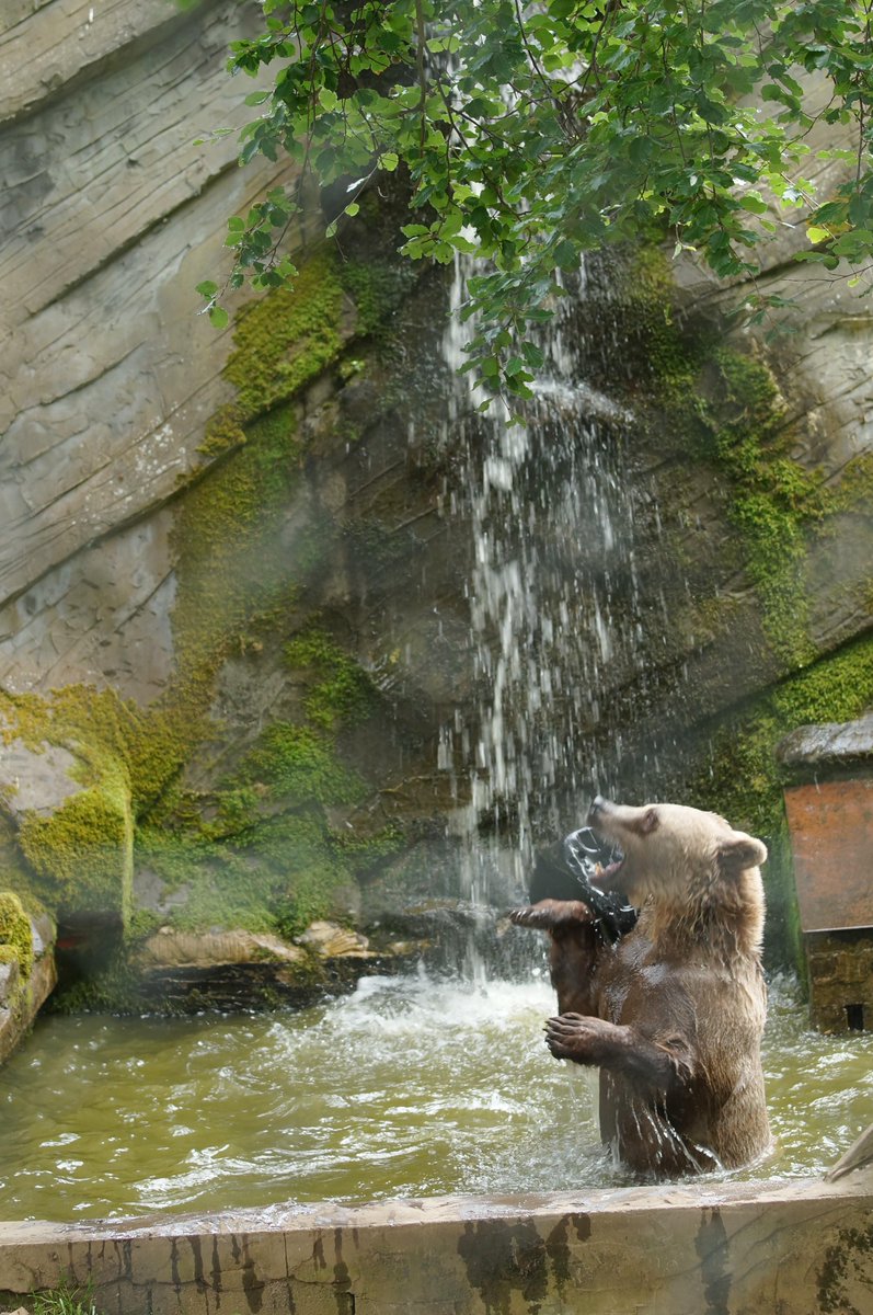 WelshMountainZo's tweet photo. Well our #Bears have been cooling down from the #HeatWave with a quick splash in the Pool! #WMZoo http://t.co/vO5UdlDBMF