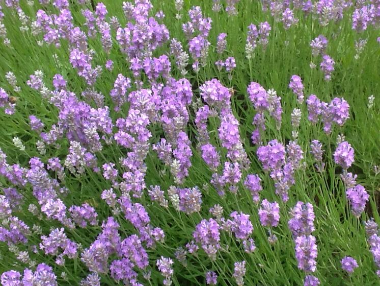 Come and see this beautiful lavender hedge next Friday between 6-8 find me on NGS website in London W3