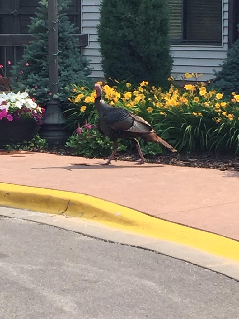 alimcnu's tweet photo. Fred the urban turkey guards this assisted living facility. Oh the joys of Homecare. #neverdull http://t.co/UvrHzPos30
