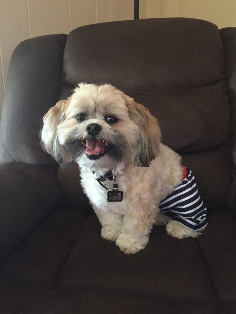 shihtzu_max's tweet image. Move over #MagicMikeXXL !! I&apos;m #MagicMax !! #shihtzu #dogsoftwitter @LazyBonezz