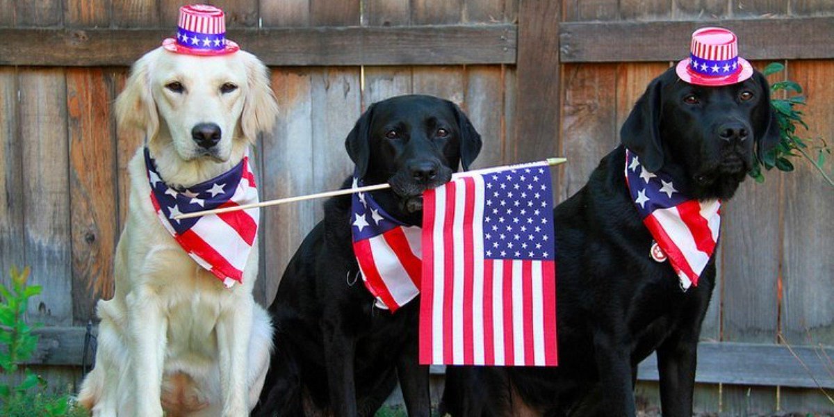 HuffPost's tweet photo. Many dogs go missing July 4. Here's how to make sure yours won't http://t.co/We92UC5Bf3 http://t.co/MjmyLUXgQK