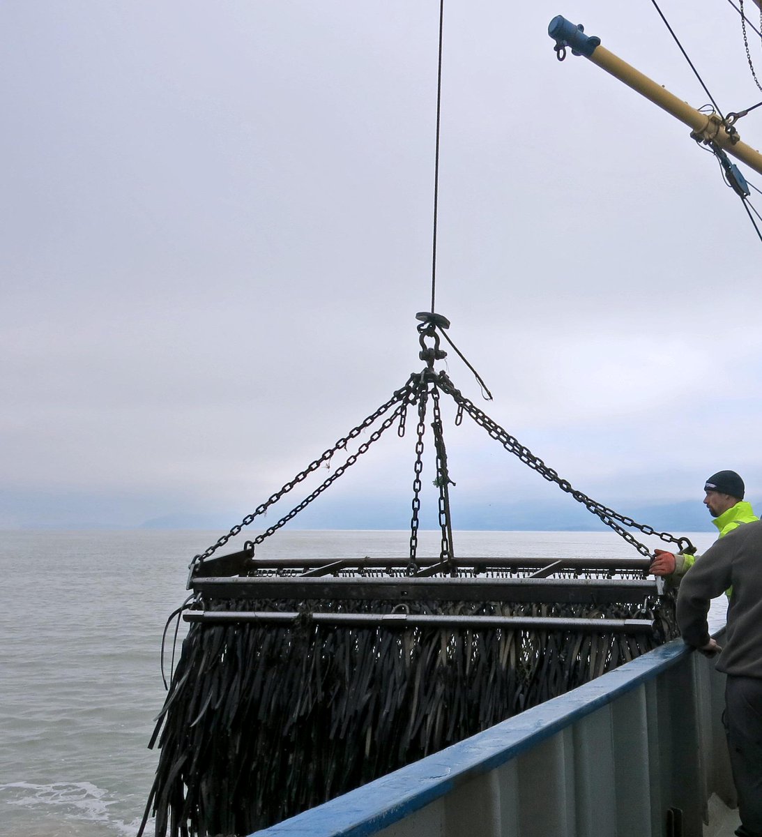 MSCintheUK's tweet photo. Good luck to Menai Strait Mussels who are going for re-assessment for their MSC certification. #Welsh @Wjj66W http://t.co/E8Ggswvk54