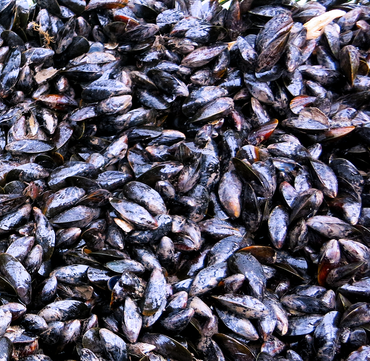 MSCintheUK's tweet photo. Good luck to Menai Strait Mussels who are going for re-assessment for their MSC certification. #Welsh @Wjj66W http://t.co/E8Ggswvk54