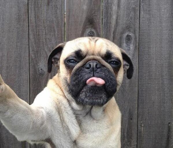 Paisajes_Es's tweet photo. Pug poniendo morritos http://t.co/w1UQY3AV5Q