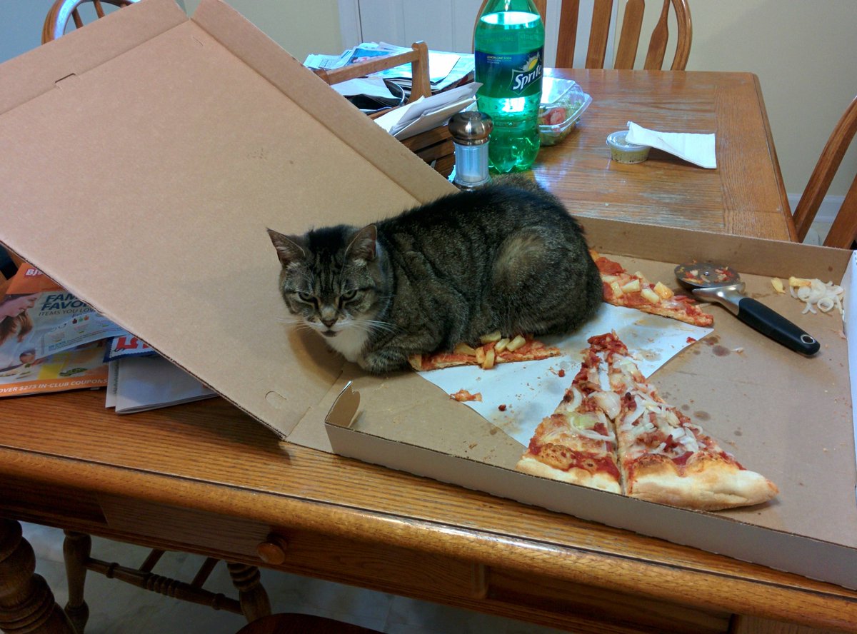 feline_crazy's tweet photo. I am the pepperoni now. #cats #cat #pizza #heat http://t.co/OFTLJyKMxX