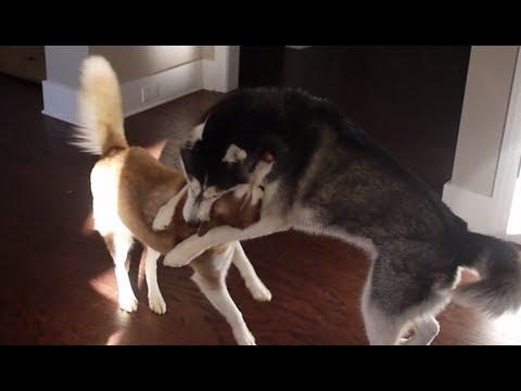 DogOwnerDaily tweet picture