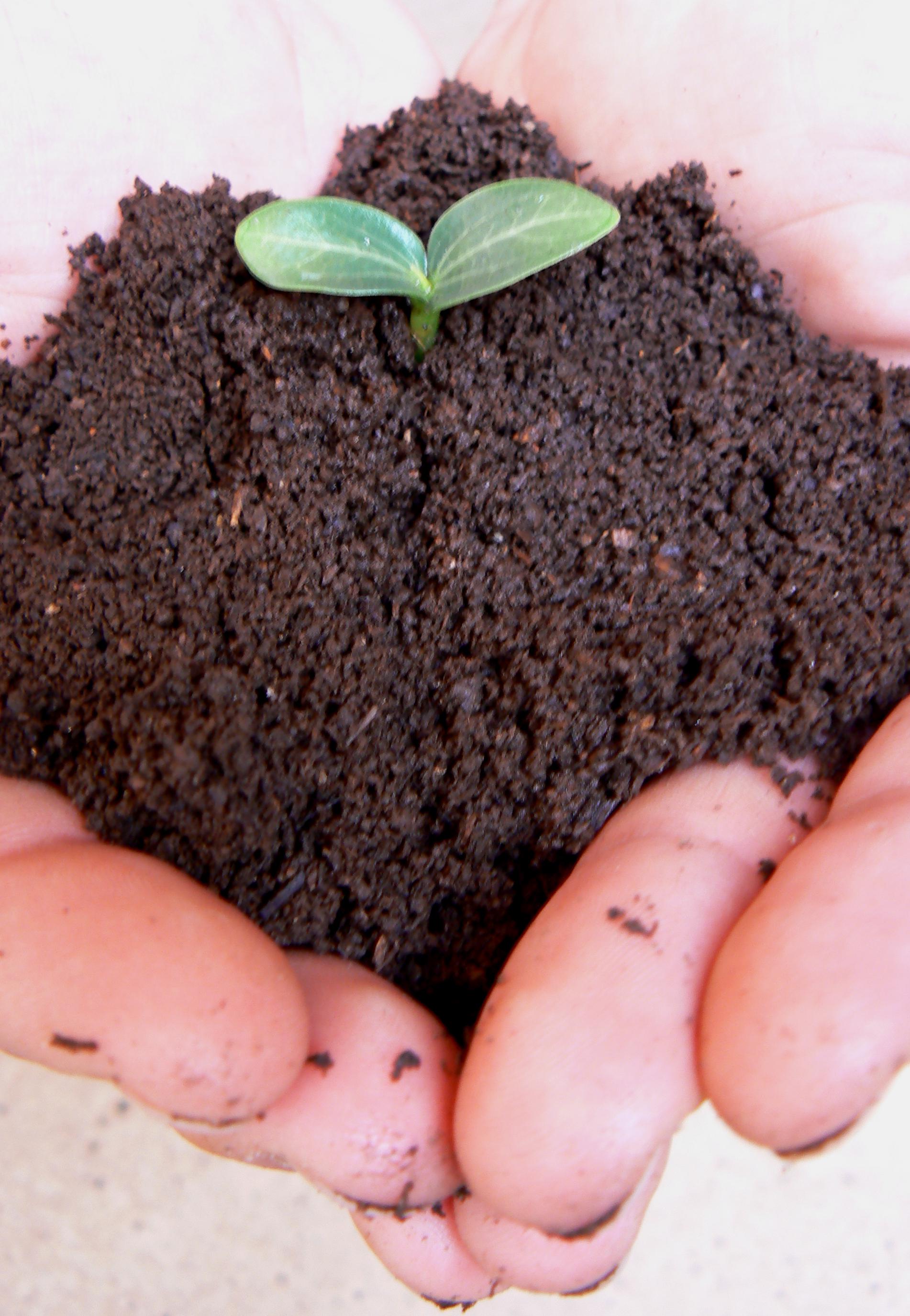 плодородие почвы. чернозём и плодородная земля. гумус почвы. повысить гумус в почве. связность почвы.