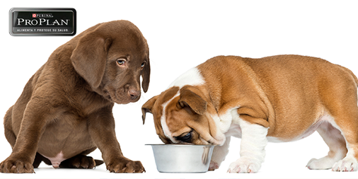 PurinaVE's tweet photo. #PropPlan ofrece una óptima nutrición para tu cachorros en crecimiento http://t.co/kuTkfImda5