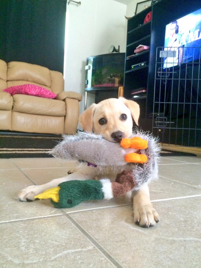 tiffany_noonan7's tweet photo. She loves her duck toy ๐ #duckdogintraining http://t.co/UZdOiB2DbX