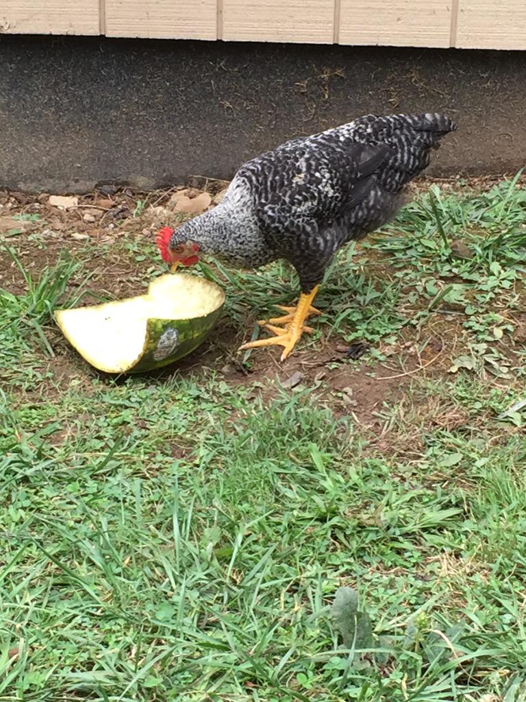 TheRealYRFarms's tweet photo. That started as a half a watermelon #iThinkYouGotItAll #Hannah #BarredRock
#Chicken #Farm #Homestead #YellowRibbon http://t.co/a8rvbtETzF