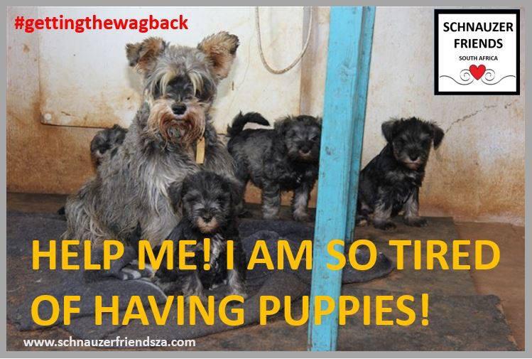 schnauzerza's tweet photo. So sad for the Schnauzers! The dark side of breeding: Roodewal Kennels. @BAT_S_A 
SOURCE:  http://t.co/xK9mChTHFh http://t.co/YZ4RFiqi4U
