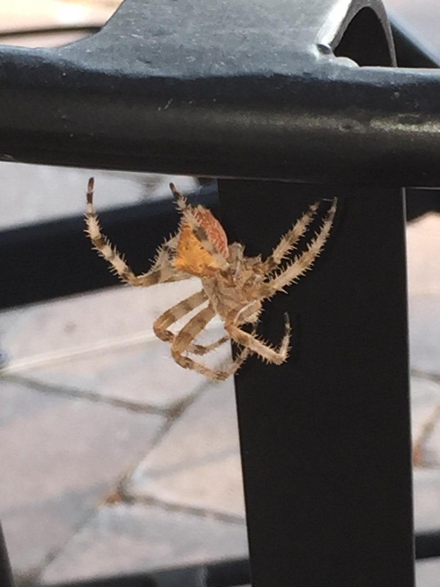 EdSchultz3's tweet photo. Found a unique spider on my patio this morning. What kind is it?#spider #arachnophile #namethatspider http://t.co/6Cen0sDISj