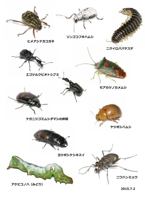 ミズナラのtwitterイラスト検索結果 古い順