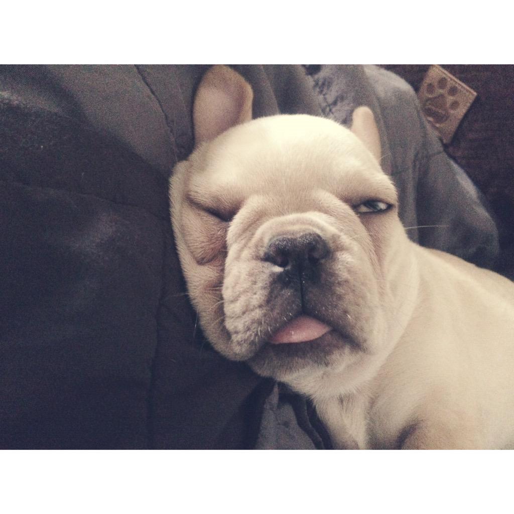 BanjoFrenchie's tweet image. #tbt to the night I can't remember, and the hangover I won't forget #frenchieproblems… instagram.com/p/4oz0YHDzz3/