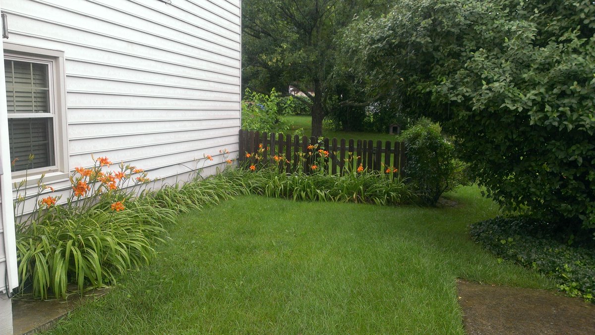 dunkiematic's tweet photo. My lilies have bloomed http://t.co/XRXWY29vgl