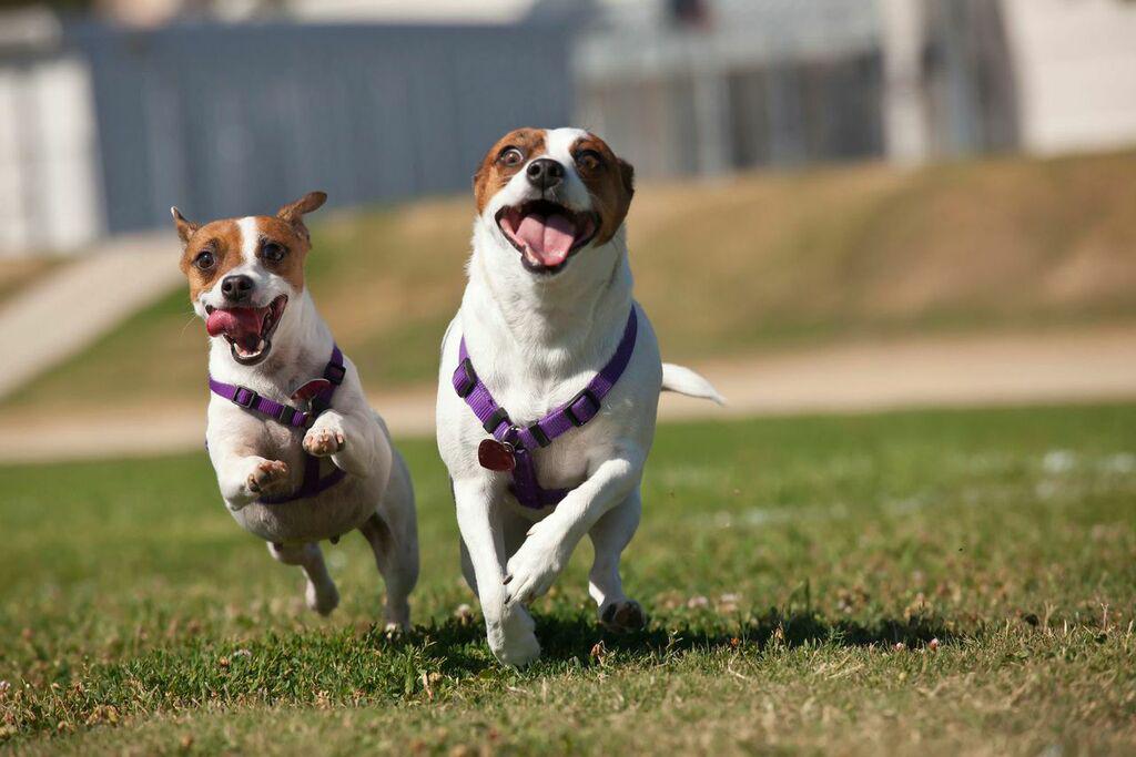 DogVacay's tweet photo. 4th of July Dog Safety: 6 Tips to Keep Your Pup Calm During Fireworks http://t.co/EVmIds99gE http://t.co/NUXgIhzzjB