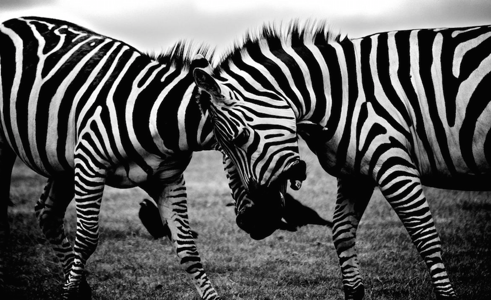 srrezaie's tweet photo. FREE High Quality Stock Photos for Presentations via @Ethos3 http://t.co/Ib2U1aS0XI #FOAMed #MedEd http://t.co/QLr0miHxBW