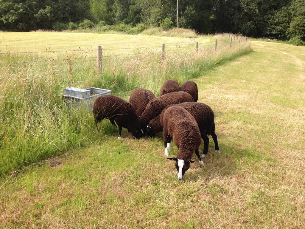 SD_Venison's tweet photo. Zwartbles introduction to the paddocks at home. Watch this space chefs! @stevenedwards86  @WildHarvestUK http://t.co/uepcKNaKSx