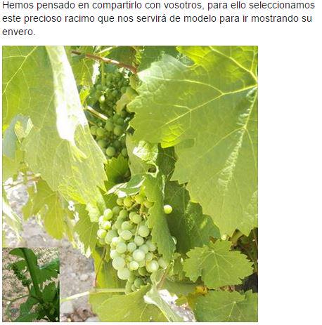 EnoturismoFG's tweet photo. Ver el envero de #elRacimo en los viñedos de #BodegasFcoGómez #Villena http://t.co/2nOnWvGXlZ #EnveroViñaFG - 1/1-1/x http://t.co/yXHZyqFOeS