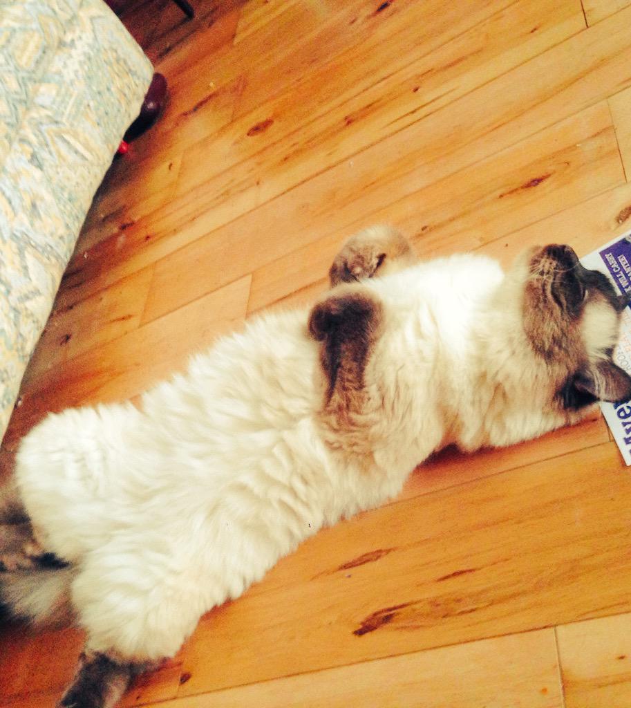 Drapeski's tweet photo. Last 2 weeks of maternity perfectly timed for binge-watching Wimbledon. My sentiment exactly Ezcat #Wimbledon2015 🎾😌 http://t.co/PtOQ26YtPq