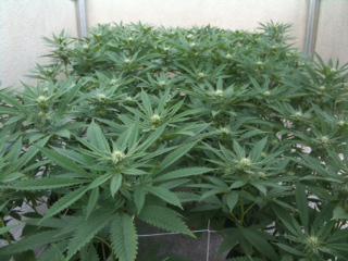 lee_cameron's tweet photo. .75g/watt/month w/ traditional HID bulbs. Now if only I had an LX60 @Heliospectra, maybe 1g/watt/month?!?! #cannabis http://t.co/wgJQKhM1Nj