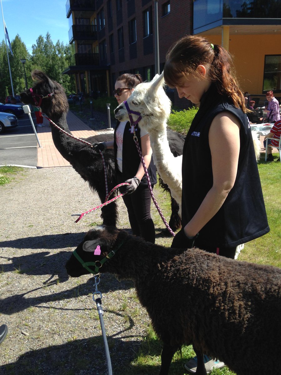 HutkoFi's tweet photo. Lahdessa palvelukeskuksessa ikäihmisiä ilahduttamassa kera kahden laaman ja yhden lampaan. #laama #lammas http://t.co/KYczBaXKxK