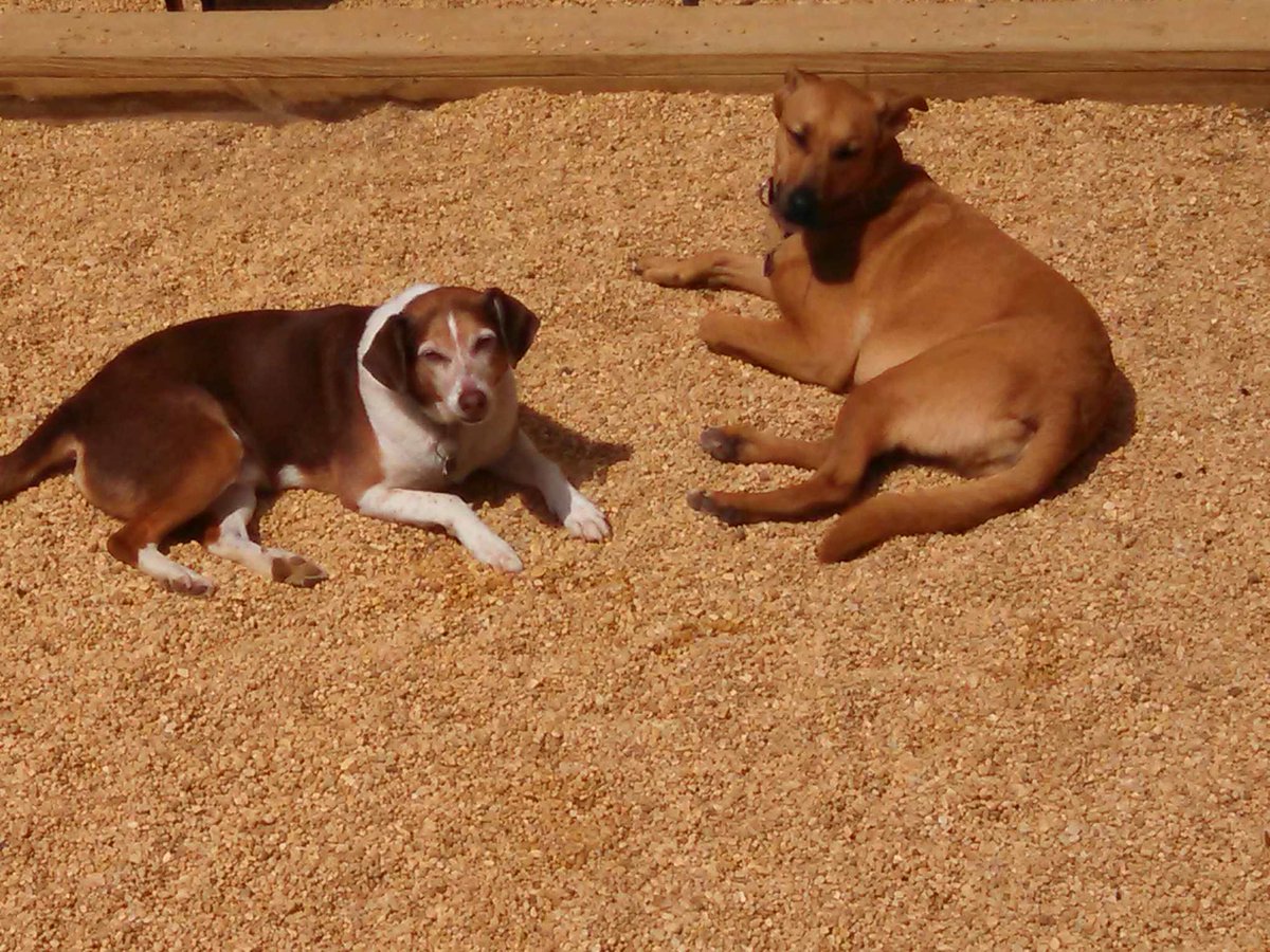 Club_Pooche's tweet photo. Sammy B and storm catching some rays...
#HoCoMD #DoggieDayCare #HoCoDogs http://t.co/m3hFG16eQG