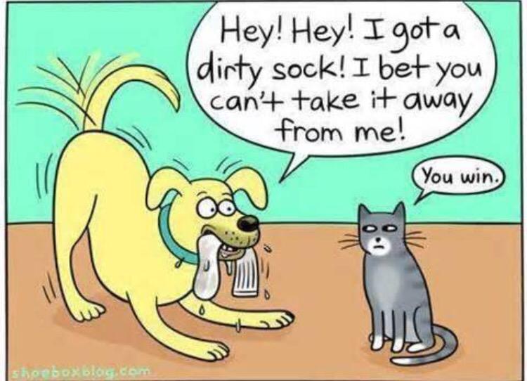 Kittycatcafeto's tweet photo. ha! Silly dog http://t.co/HTclqIdM9A