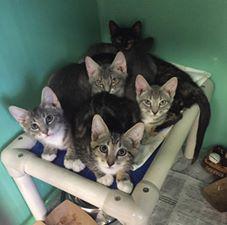 sthubertsanimal's tweet image. We had extra room, so 75 cats arrived yesterday on #TheZephyr from sister shelter @CCSPCA! Excited to welcome them!