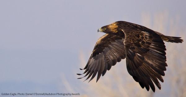 audubonsociety's tweet photo. Tell @DukeEnergy to stop its assault on the #MigratoryBirdTreatyAct http://t.co/IkLp0kjCFg http://t.co/jRQf7qkoCK