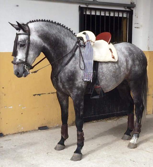 toroshervas's tweet photo. Hoy hemos disfrutado viendo torear de cerca a Caramelo y Siroco, caballos d @R_Armendariz  Sábado 4J en M. Plasencia http://t.co/WIa9wfdfMR