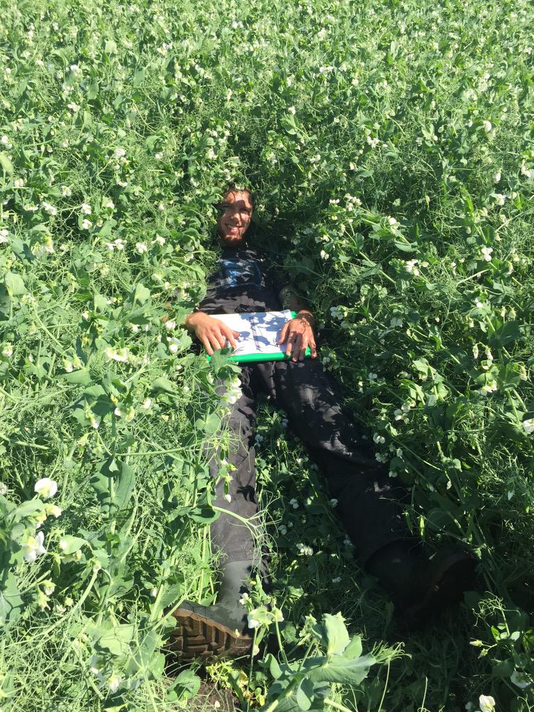 Where's Nathan? Taking a break from the heat in a pedigreed #pea seed field! #seedcropinspecting