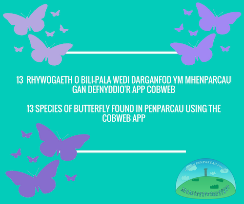PenparcauForum's tweet image. 13 Different kinds of butterfly found in #Penparcau so far using the COBWEB app! #cobwebfp7 #wildlife #ceredigion