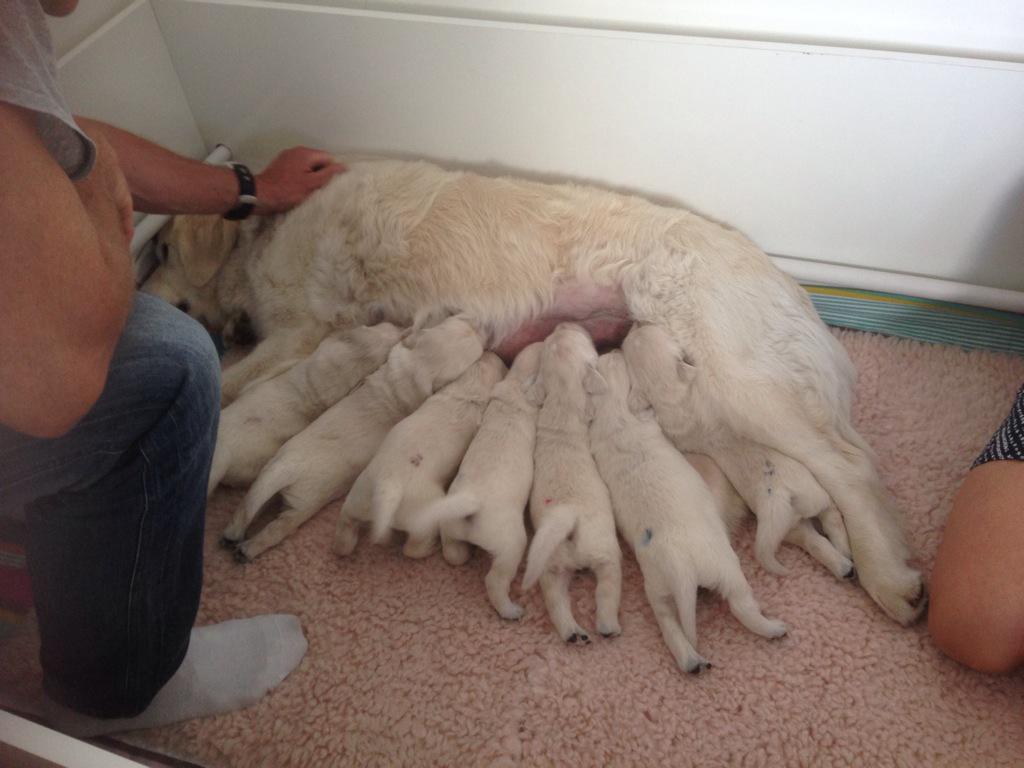 Streamerino is up in 15min. This is a picture of what I was doing today. #adorable #7puppies #whatdoesthatmakeme?