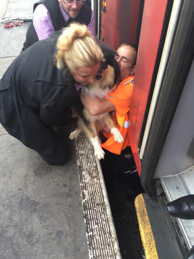 honey_bcompany's tweet photo. Taking the train from #kingscross to see a dog been rescued from under our train! @Virgin_TrainsEC http://t.co/sRVK9lz0id