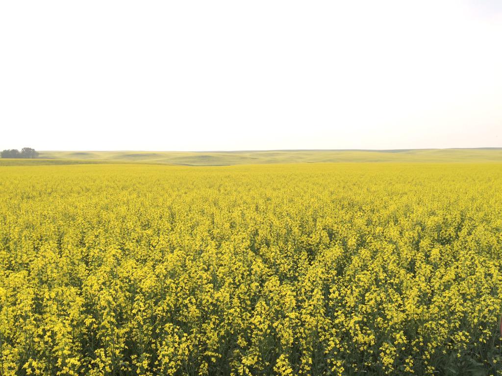 One heck for a canola crop. <a href="/SeedMasterMfg/">SeedMaster Mfg.</a> <a href="/WinFieldInsight/">WinField Test</a>