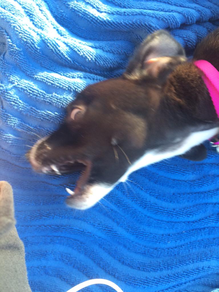 ddwhigr's tweet photo. New puppy ❤️❤️ http://t.co/mtterEZGks