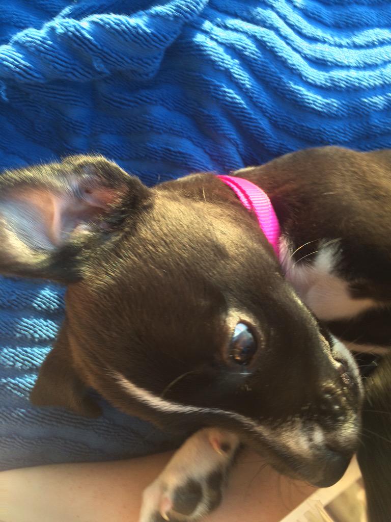 ddwhigr's tweet photo. New puppy ❤️❤️ http://t.co/mtterEZGks