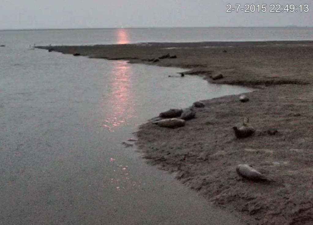 Zeehonden bij opkomende maan in Dollard <a href="/GR_Landschap/">Het Groninger Landschap</a>. Heel bijzonder om dit thuis live te volgen! #zeehondenkijken
