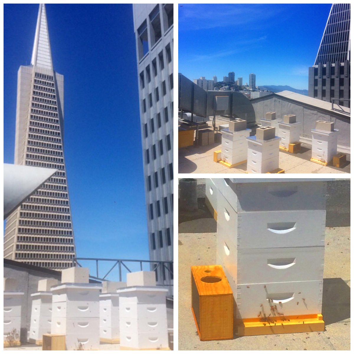 BobsSF's tweet photo. Did you hear the buzz? We are harvesting our own #local #honey on the roof. #HoneyCocktails coming soon in Bobs! http://t.co/Xa9GzCjuCT