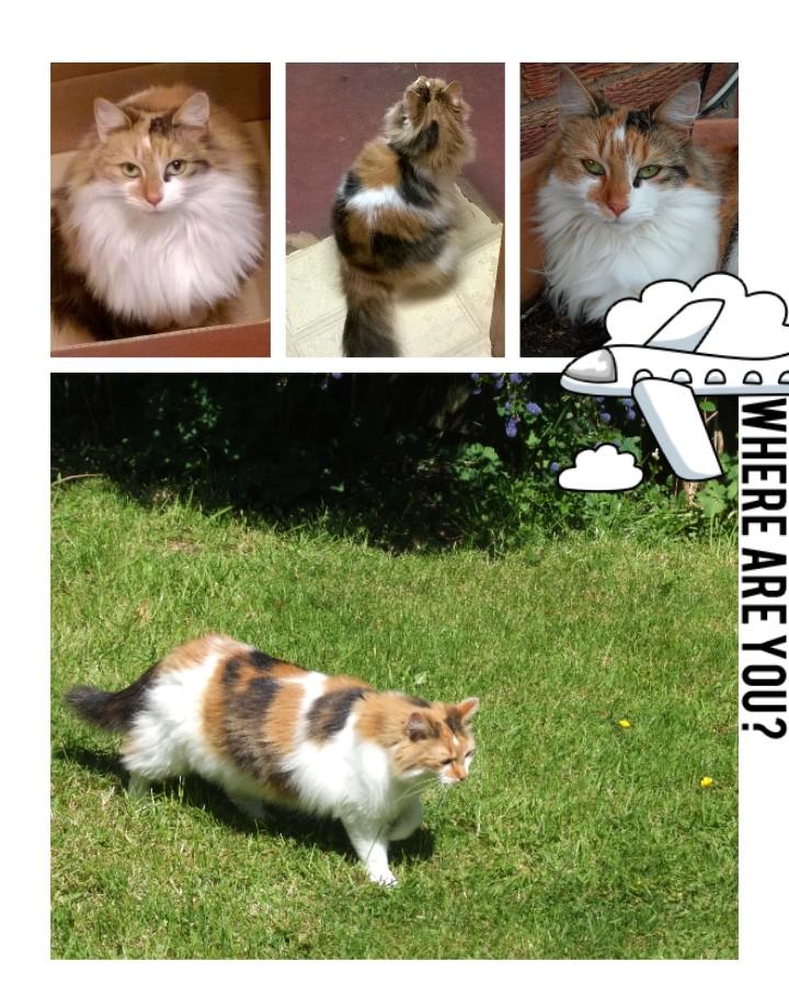 WheresMyAnnie's tweet photo. Where are you Annie? #WheresMyAnnie #tortoiseshell #cat #Coventry #Warwickshire #Oxfordshire #Kineton #Ashorne http://t.co/mC92Jd6Ehm
