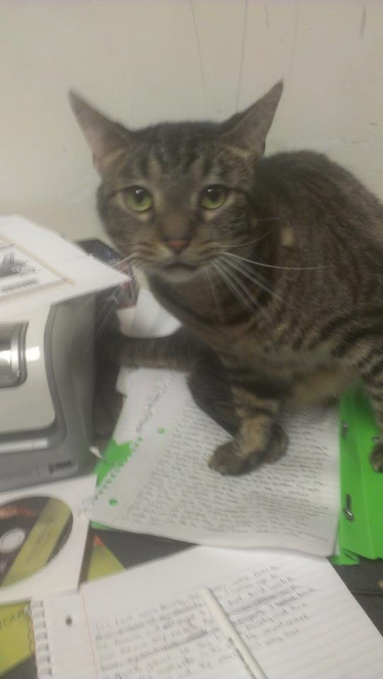 The_TT_Tribe's tweet photo. Teacher says: "Where's your home work at" 

Student says: "my cat ate it..." 

(shows her this picture) 

#TrueStory http://t.co/nBVLc7yYNX