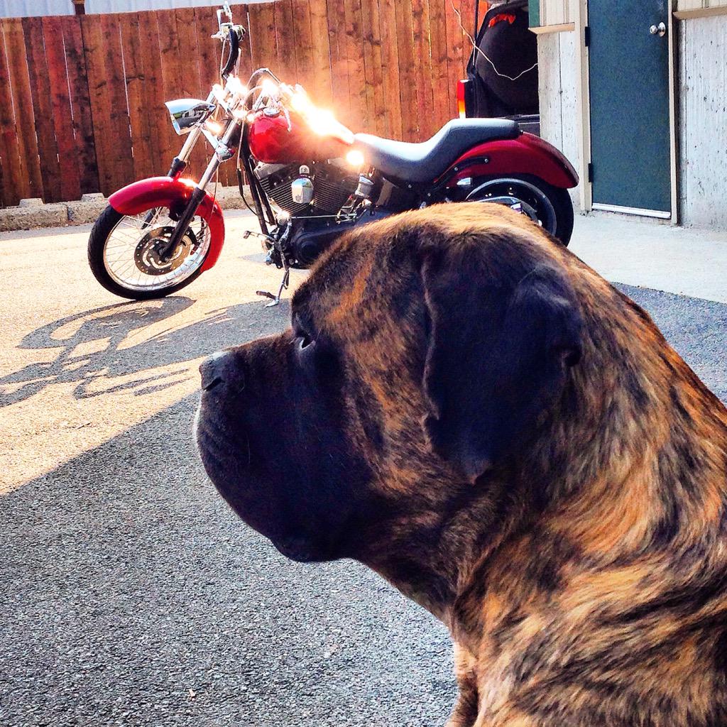 CarsInThePark14's tweet photo. Gone, but never forgotten. Rest in peace Mack! 
#mack #mackdog #mansbestfriend #mastiff #brindle #samaras http://t.co/fJVZxb6AWO