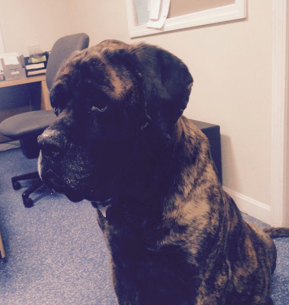 CarsInThePark14's tweet photo. Gone, but never forgotten. Rest in peace Mack! 
#mack #mackdog #mansbestfriend #mastiff #brindle #samaras http://t.co/fJVZxb6AWO