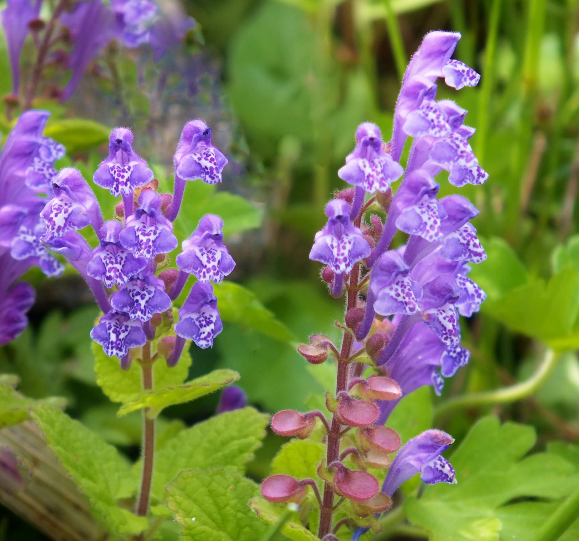 花 7月3日の花 立浪草 タツナミソウ 花言葉 忘却 シソ科 別名 ヒナノシャクシ 原産地 日本 ニーチェ ドイツの哲学者 忘却 はよりよき前進を生む 忘れっぽい人々は幸いである 彼らは自分の愚行をも 綺麗さっぱり忘れてしまうからだ Http