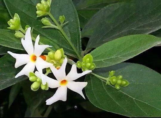 Saima Sultana Munni On Twitter Shuvo Sokal Http T Co Ibl5e0q1cv